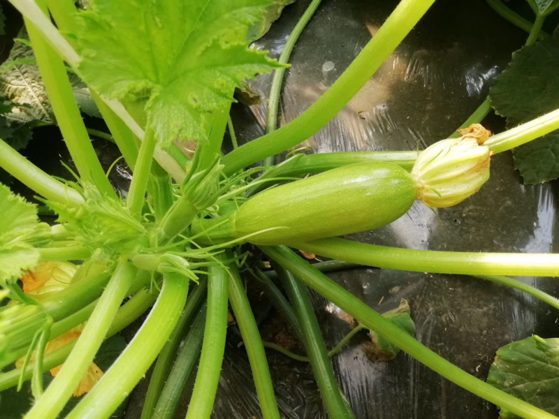 越夏耐热西葫芦苗基地直供量大从优成保质保量