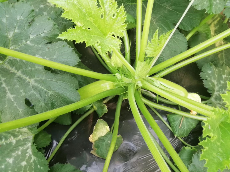 越夏耐热西葫芦苗基地直供量大从优成保质保量