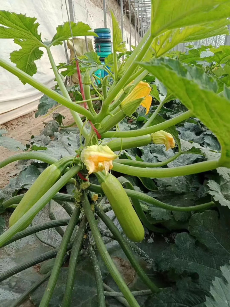 越夏耐热西葫芦苗基地直供量大从优成保质保量