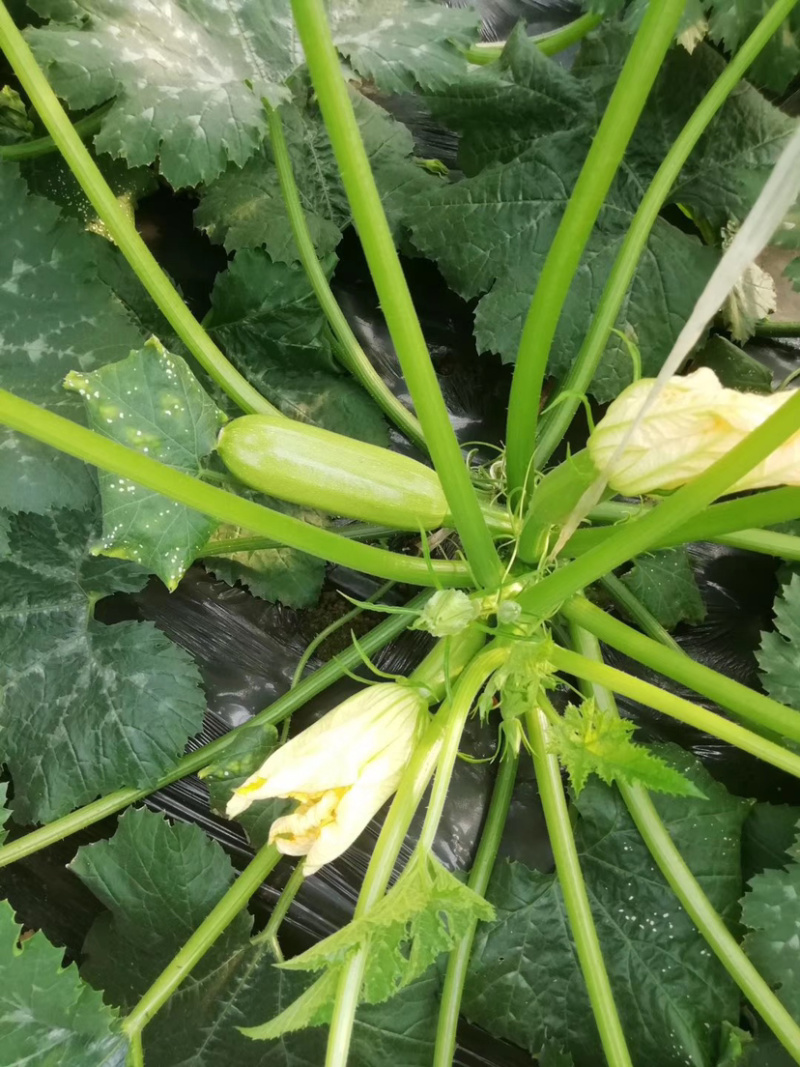越夏耐热西葫芦苗基地直供量大从优成保质保量
