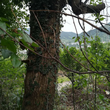 山地要征用掉，樟树6米分枝，直径50公分一棵处理价，树在