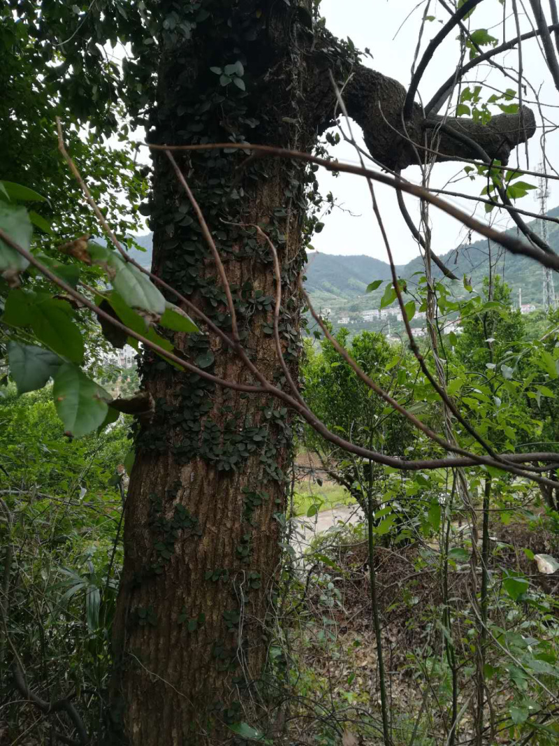 山地要征用掉，樟树6米分枝，直径50公分一棵处理价，树在