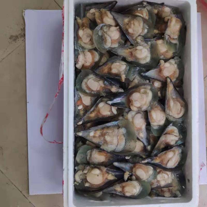活冻半壳江瑶贝鲜带子半壳带子大绿贝一件15斤