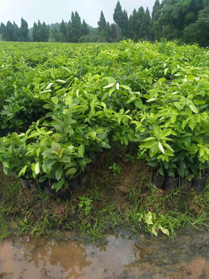 柠檬苗