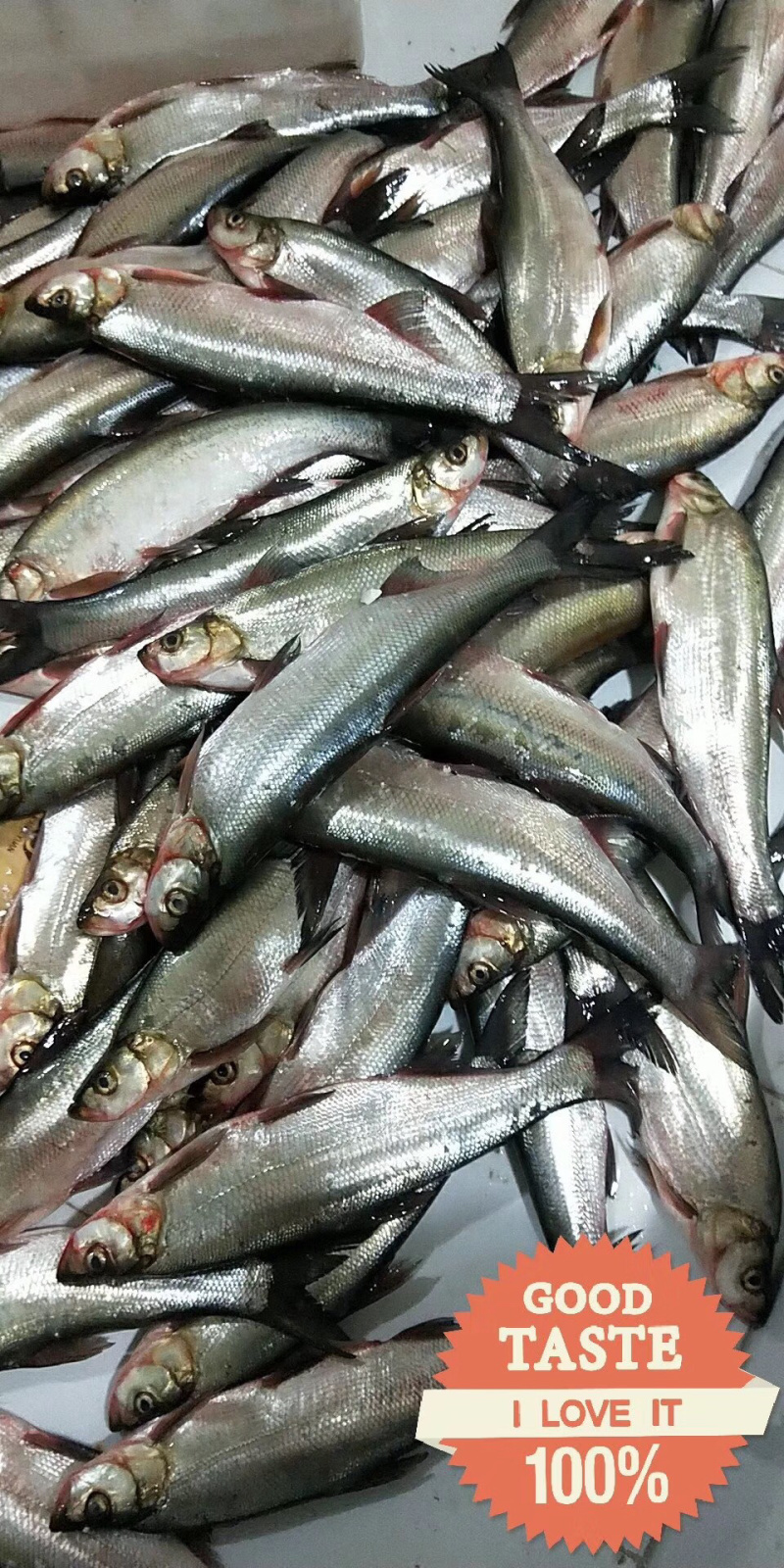 翘嘴白