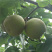 翠冠梨200g-300g