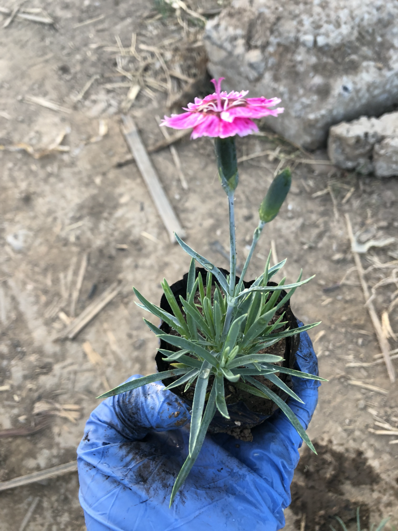 营养钵彩虹石竹