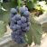河北精品夏黑葡萄大量上市，超市，市场，电商平台可以对接