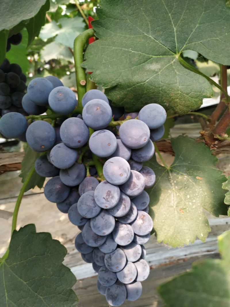 河北精品夏黑葡萄大量上市，超市，市场，电商平台可以对接