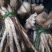 供应野生菌.欢迎各大平台合作