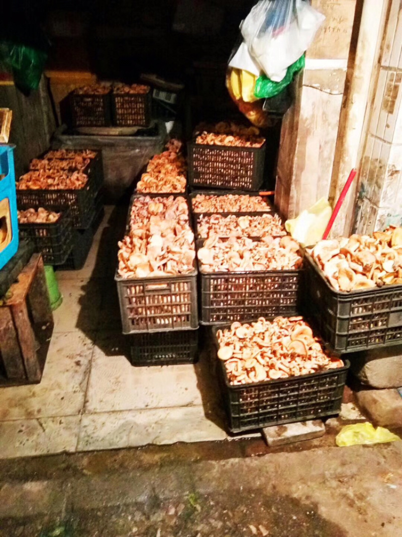 供应野生菌.欢迎各大平台合作