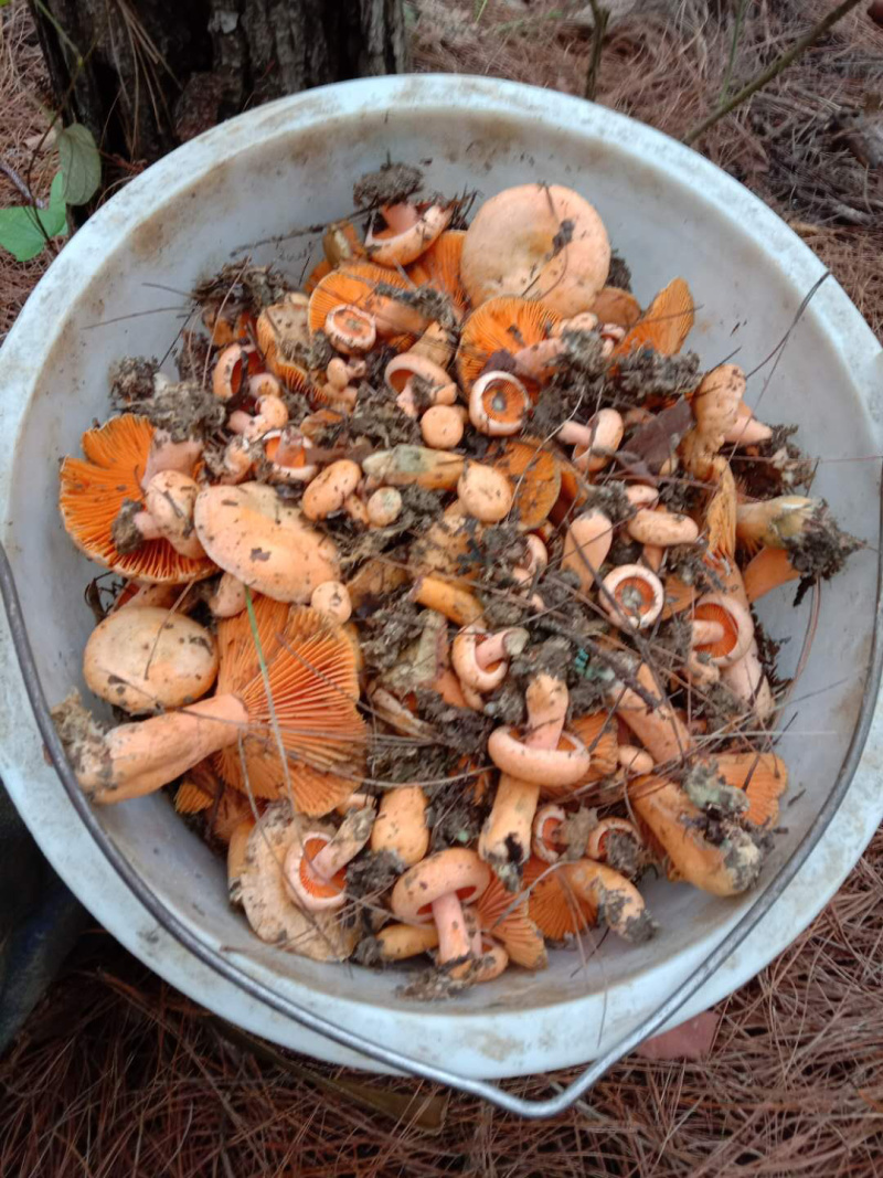 供应野生菌.欢迎各大平台合作