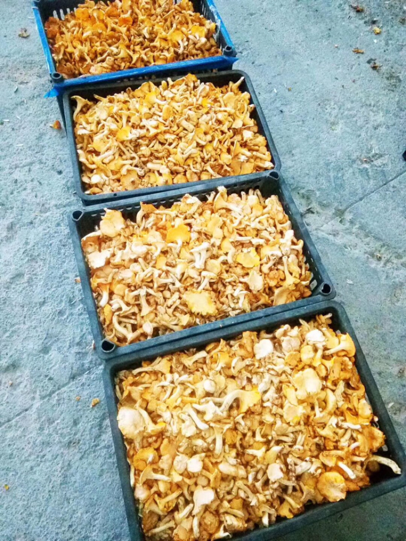 供应野生菌.欢迎各大平台合作