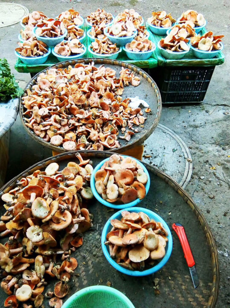 供应野生菌.欢迎各大平台合作