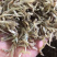牙签鱼小鱼干
