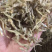 牙签鱼小鱼干