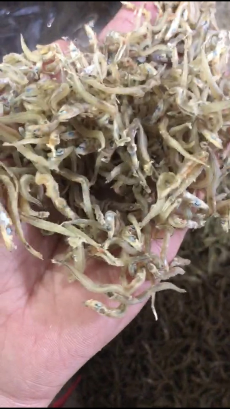 牙签鱼小鱼干