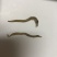 牙签鱼小鱼干
