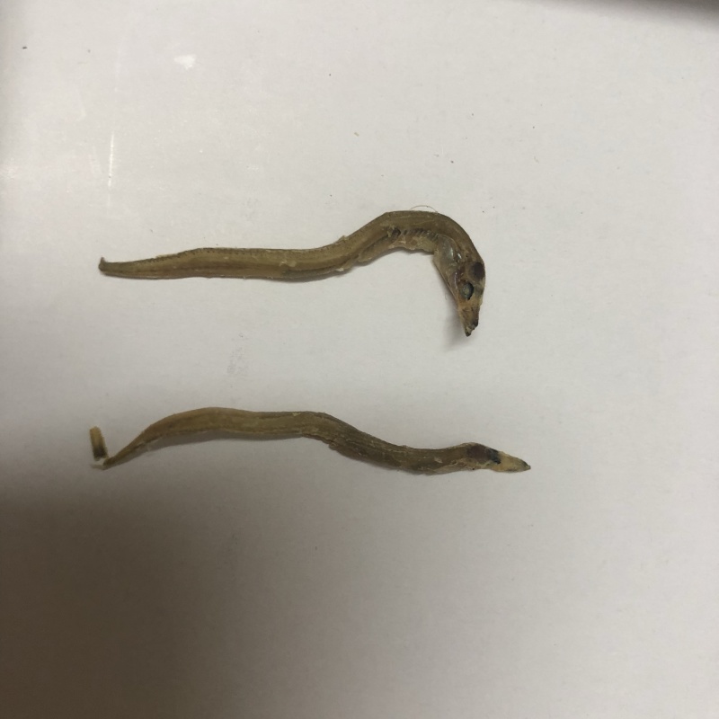 牙签鱼小鱼干