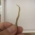牙签鱼小鱼干
