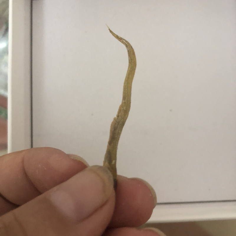 牙签鱼小鱼干