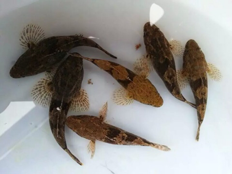 笋壳鱼苗优质笋壳鱼鱼苗