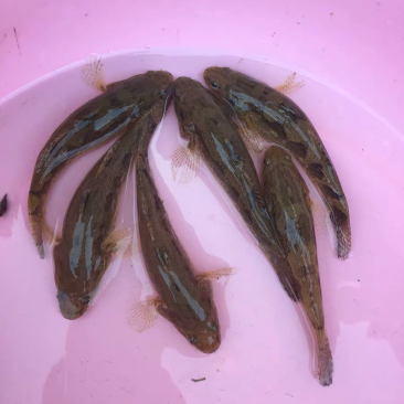笋壳鱼苗优质笋壳鱼鱼苗
