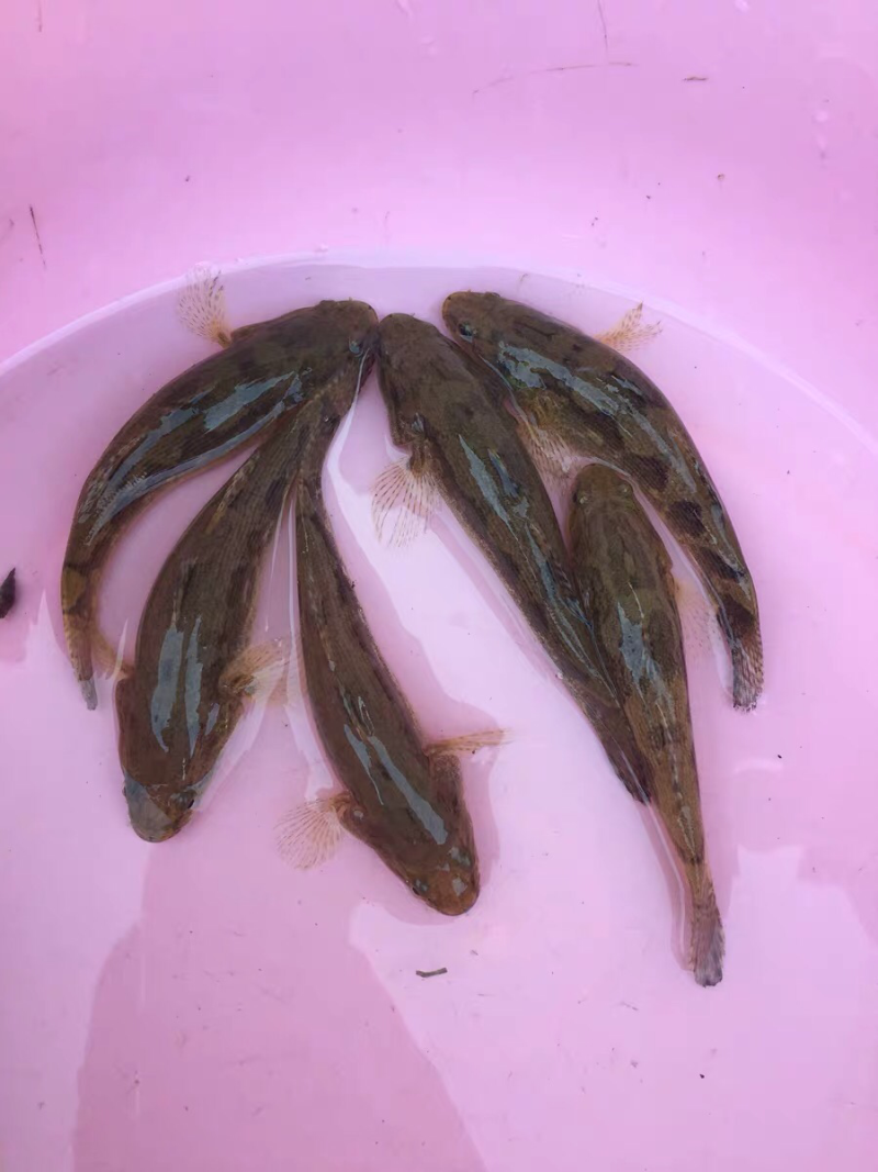 笋壳鱼苗优质笋壳鱼鱼苗