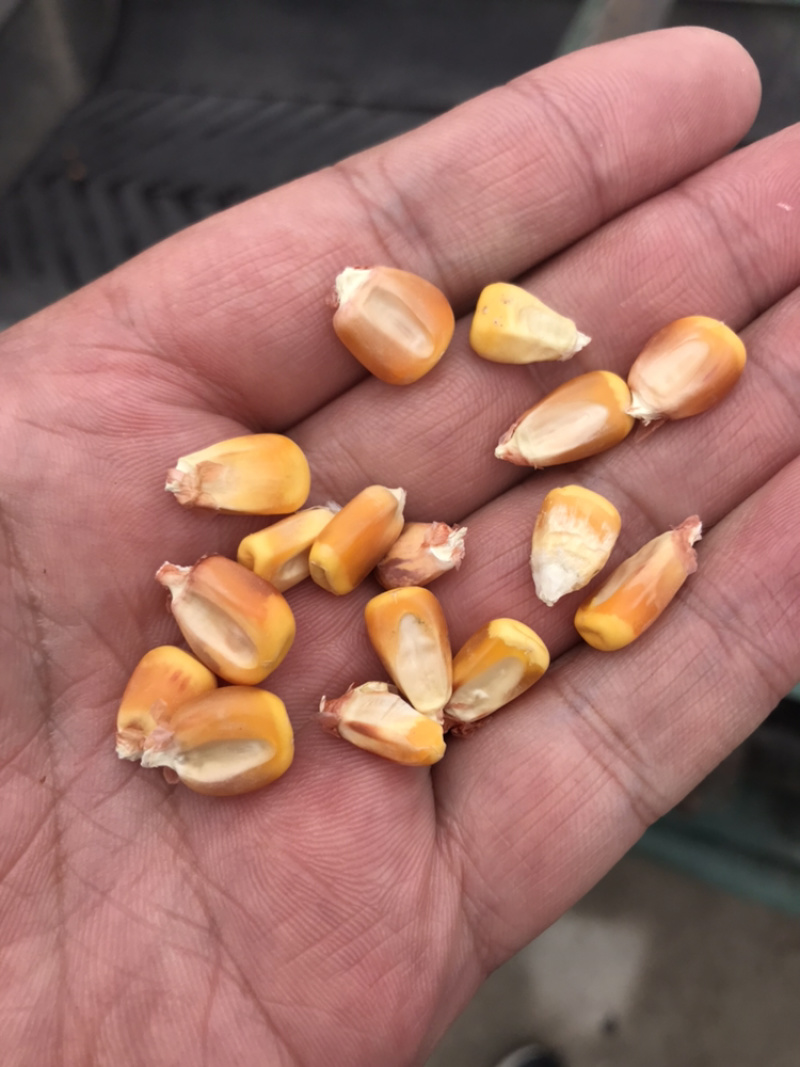 玉米，甘肃定西玉米批发，