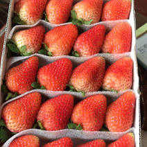 新鲜草莓365天供应，质量保证