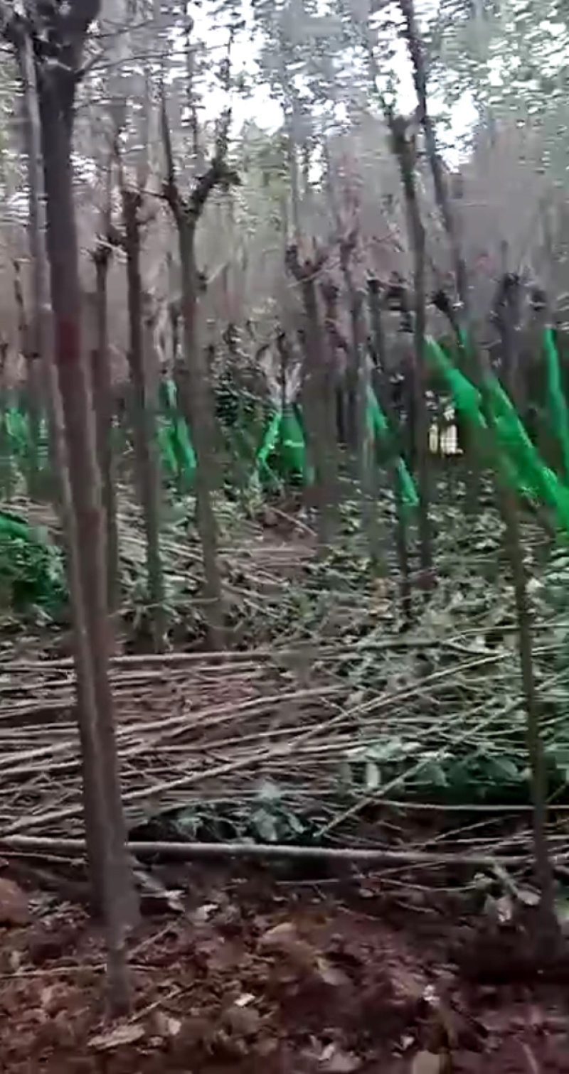 大叶女贞