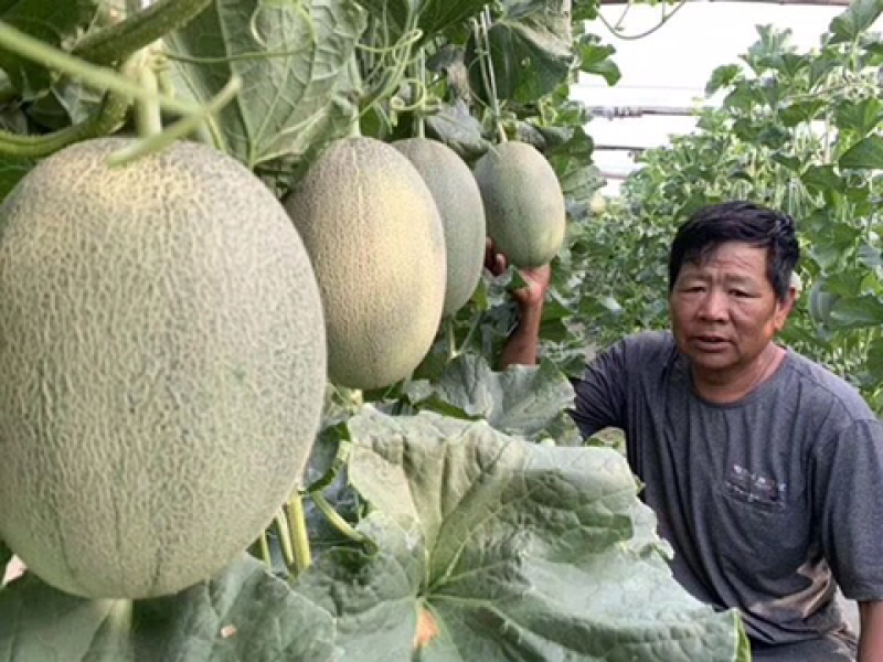 西州蜜25号产地实力代办代收一条龙服务有5年经验以上