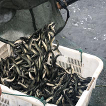 德清禹越鱼多多水产养殖基地常年出售各个规格黑鱼苗