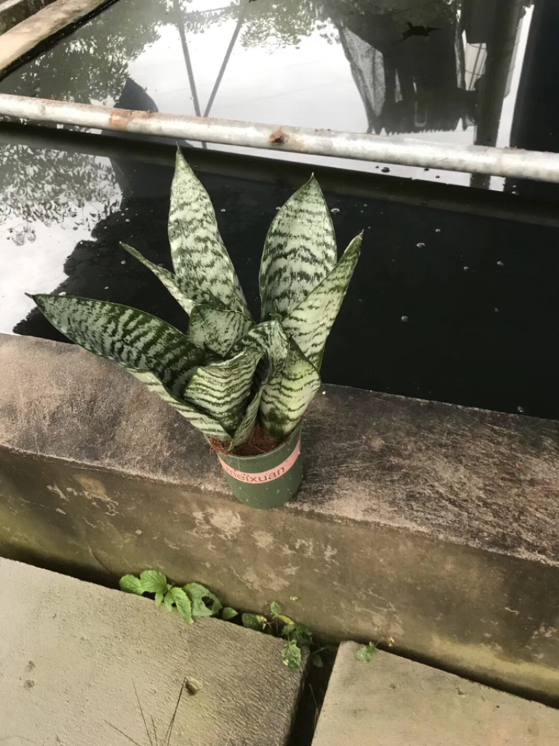 虎皮兰白玉高脚荷花兰哈尼矮脚水培虎皮兰青叶