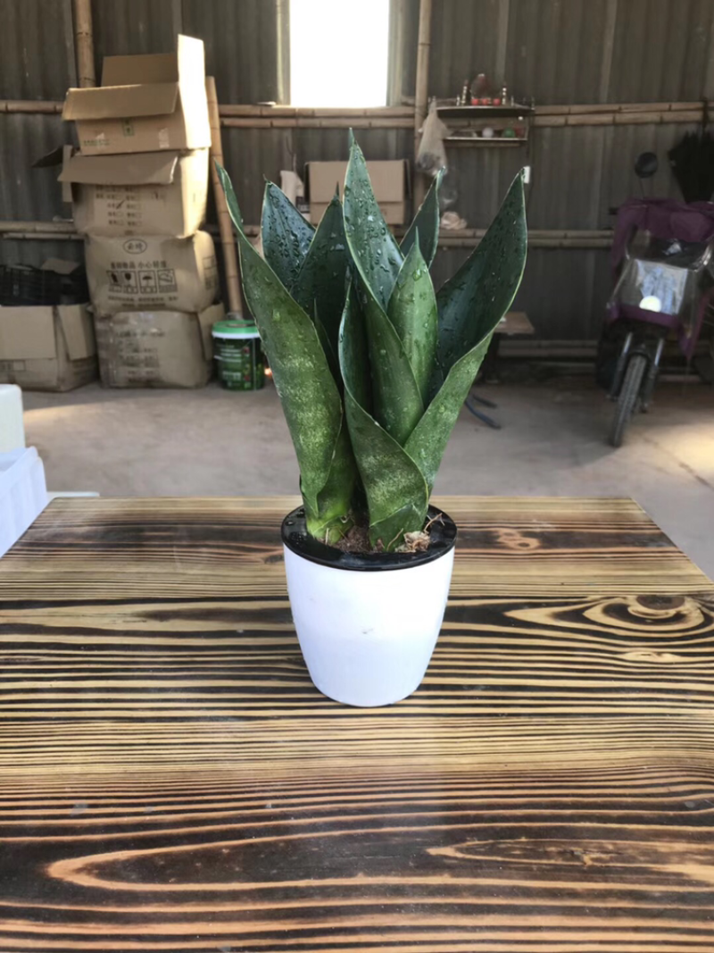 虎皮兰白玉高脚荷花兰哈尼矮脚水培虎皮兰青叶