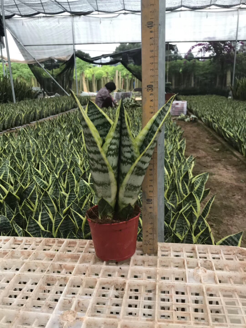虎皮兰白玉高脚荷花兰哈尼矮脚水培虎皮兰青叶