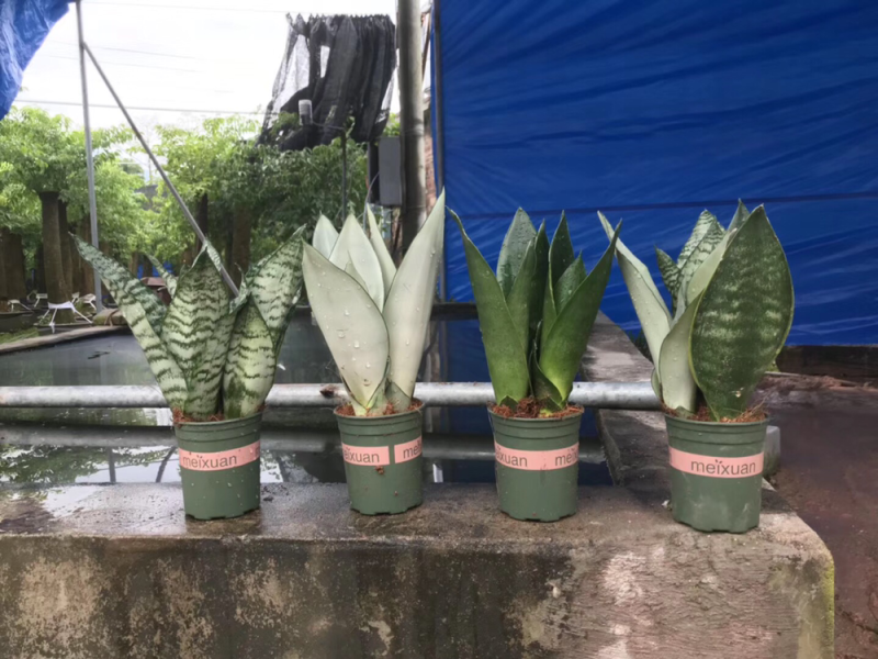 虎皮兰白玉高脚荷花兰哈尼矮脚水培虎皮兰青叶