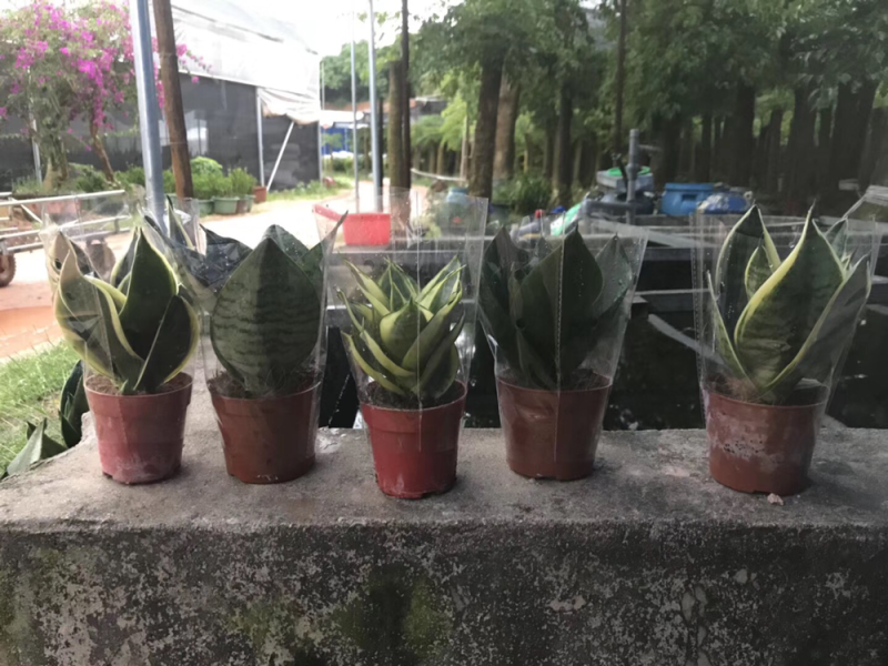 虎皮兰白玉高脚荷花兰哈尼矮脚水培虎皮兰青叶