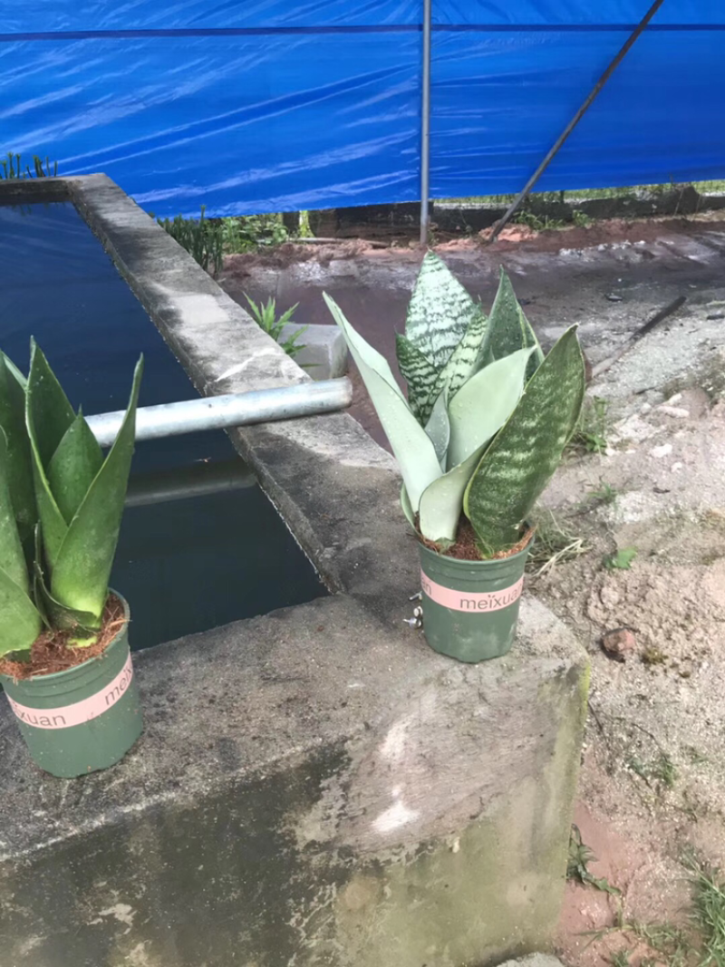 虎皮兰白玉高脚荷花兰哈尼矮脚水培虎皮兰青叶