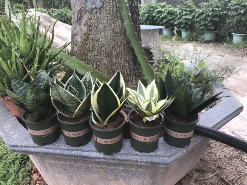 虎皮兰白玉高脚荷花兰哈尼矮脚水培虎皮兰青叶