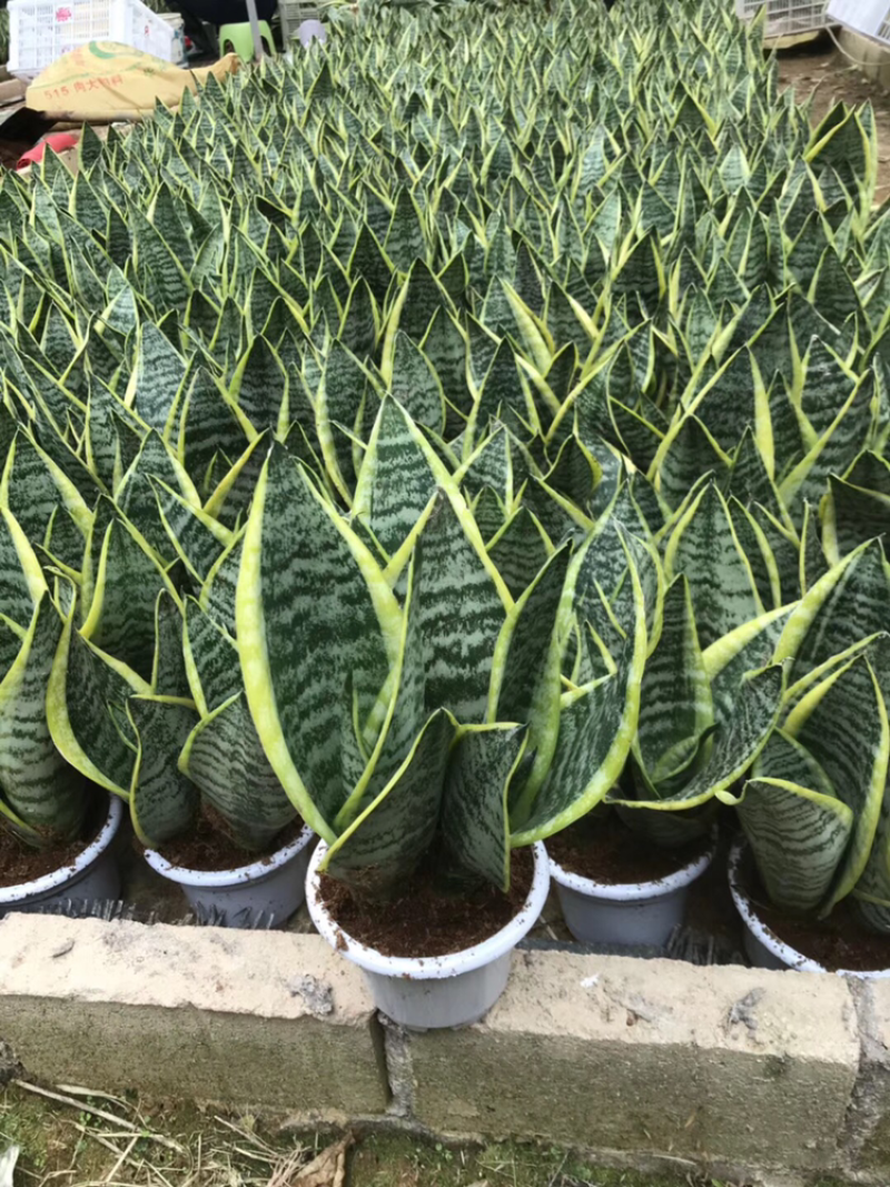 虎皮兰白玉高脚荷花兰哈尼矮脚水培虎皮兰青叶