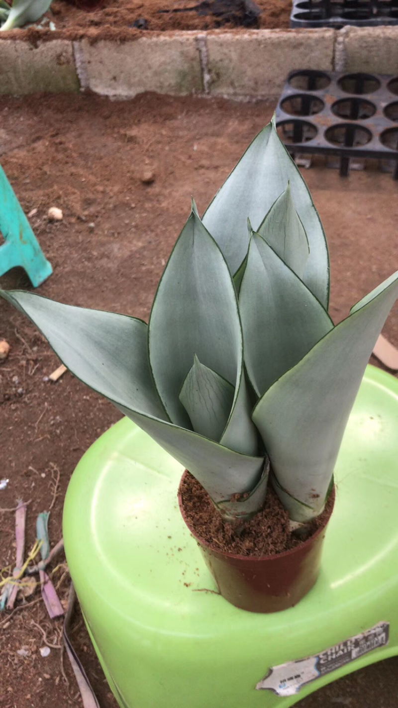虎皮兰白玉高脚荷花兰哈尼矮脚水培虎皮兰青叶