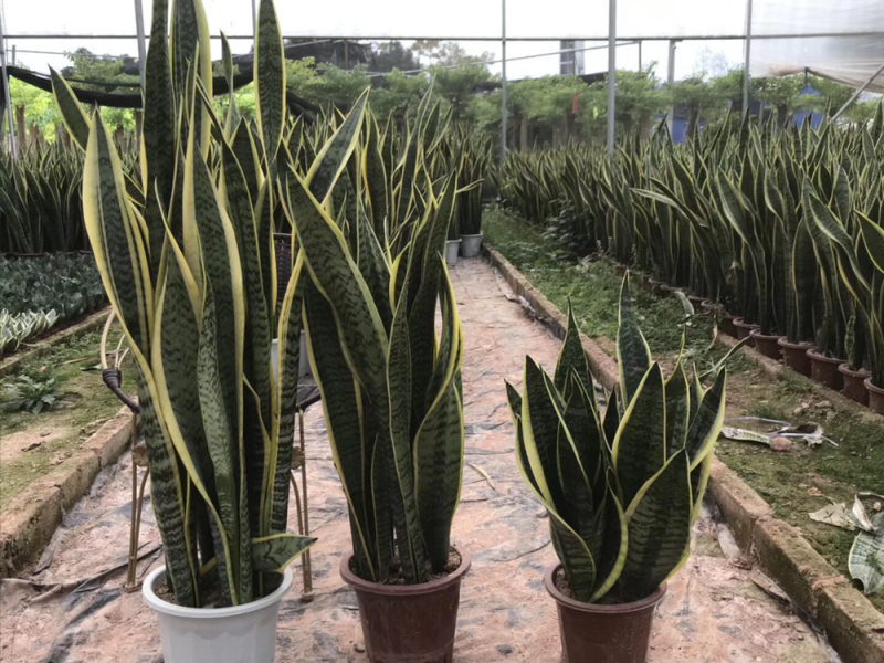 虎皮兰白玉高脚荷花兰哈尼矮脚水培虎皮兰青叶