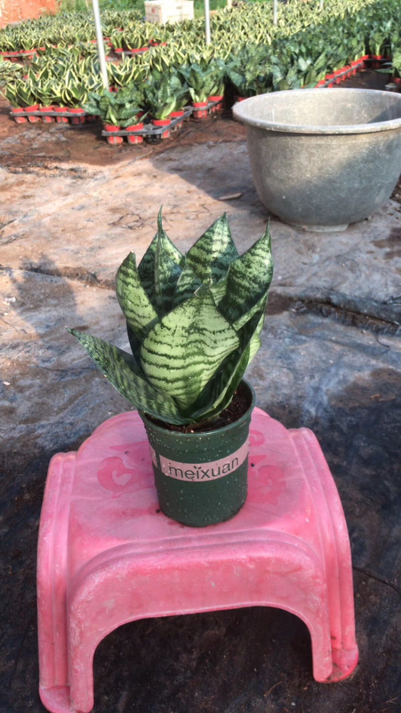 虎皮兰白玉高脚荷花兰哈尼矮脚水培虎皮兰青叶