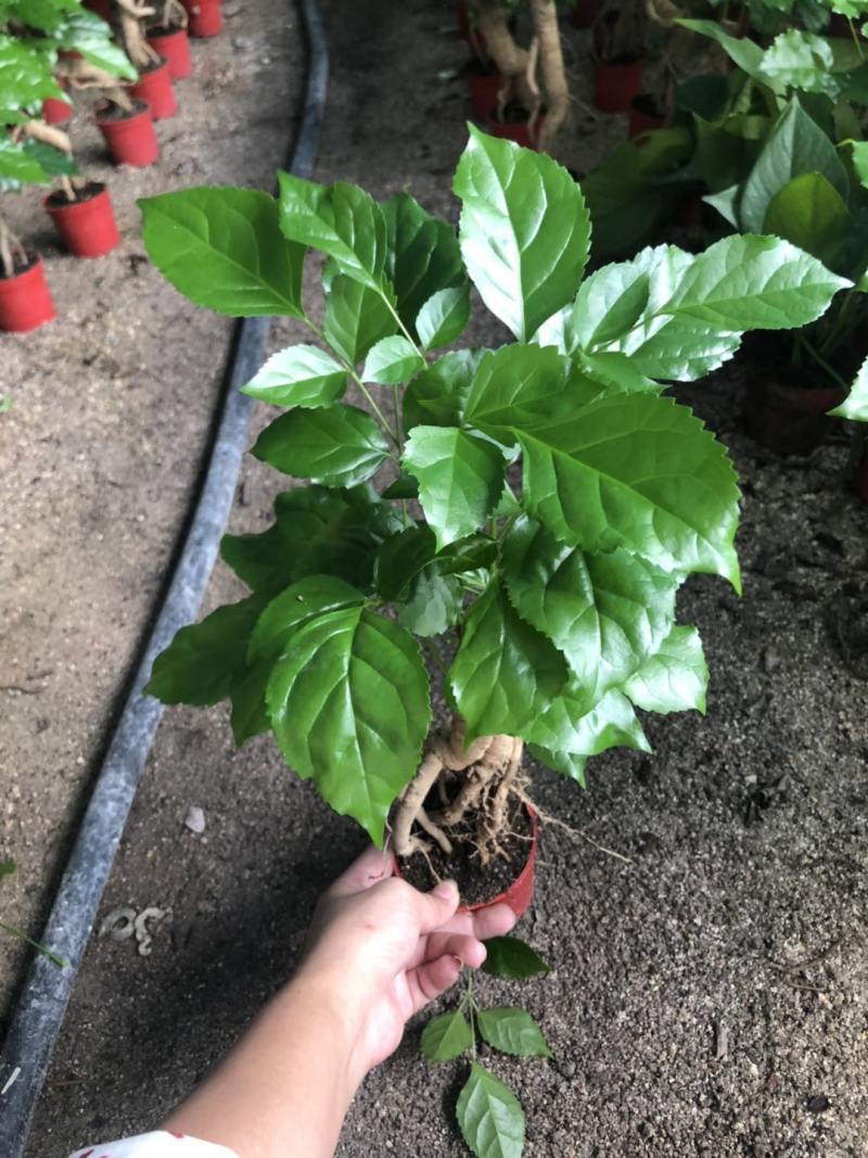 提根绿宝幸福树提根绿宝自家大棚种植批发一手货源