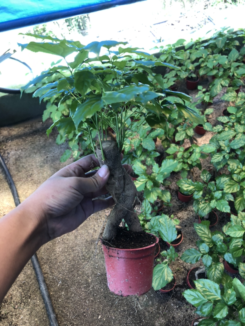 提根绿宝幸福树提根绿宝自家大棚种植批发一手货源
