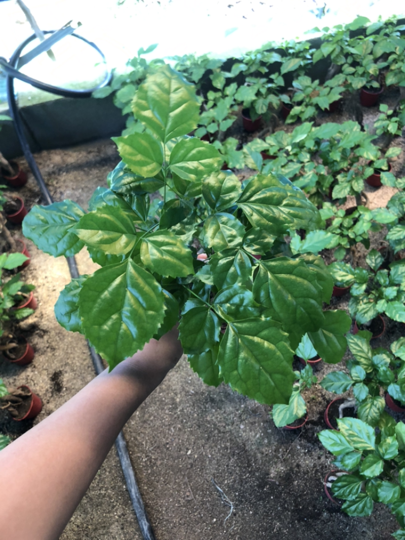 提根绿宝幸福树提根绿宝自家大棚种植批发一手货源