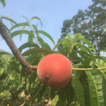 突围水蜜桃