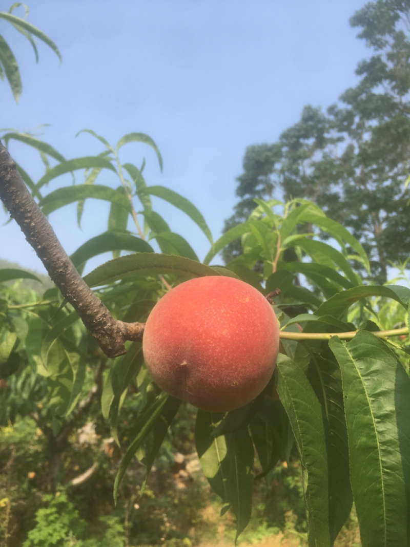 突围水蜜桃