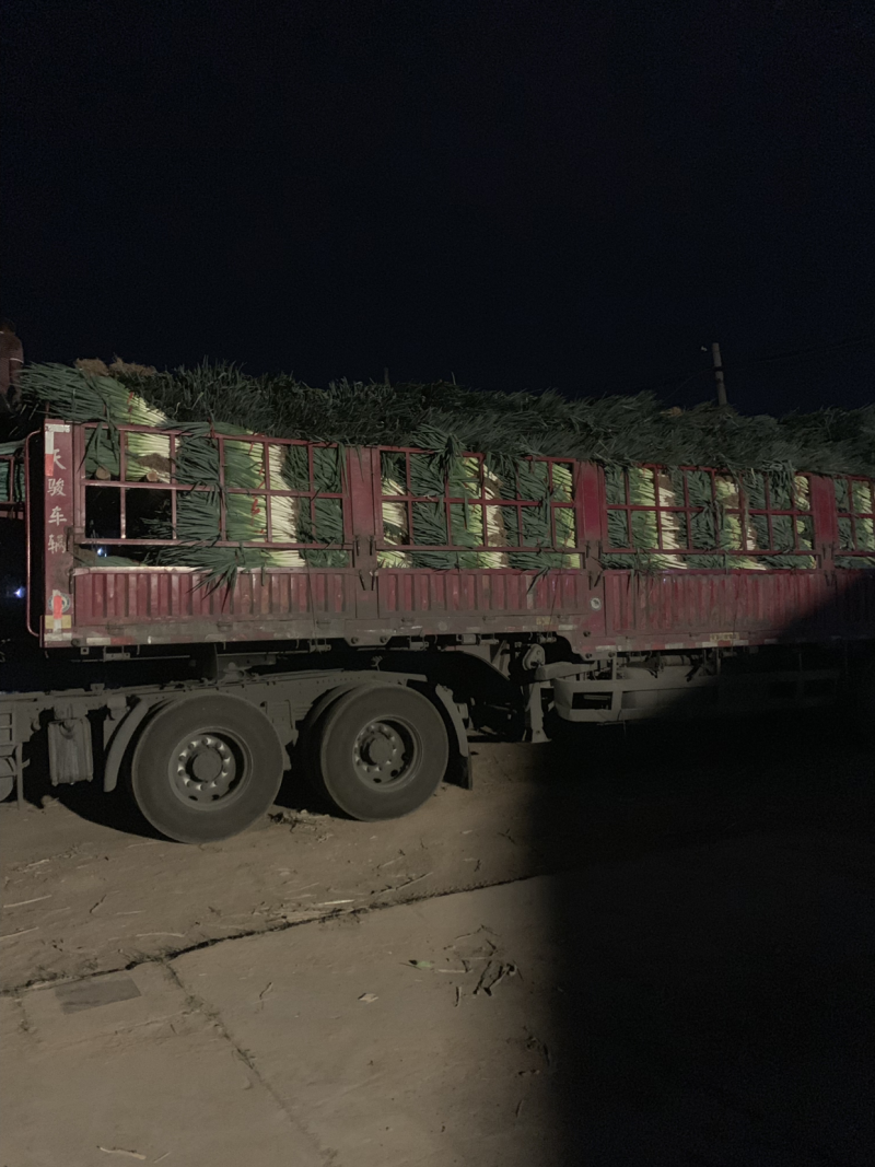 大葱（铁杆大葱)产地直发河南焦作产区直发